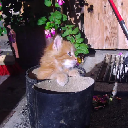 Alojamento de Turismo Rural Kinderbauernhof Schoppernau